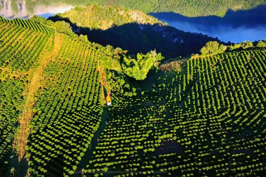 ！305吨临沧咖啡“云签发”出口AG真人网页新春走基层丨发往香港(图1)