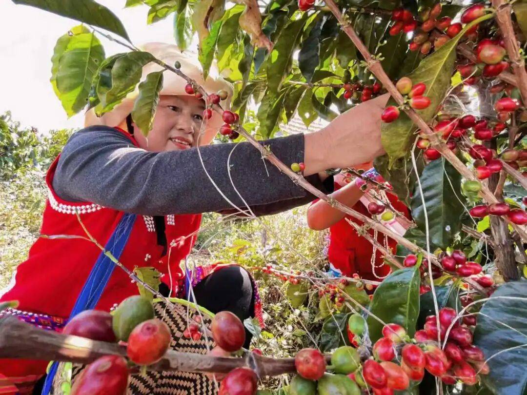 ！305吨临沧咖啡“云签发”出口AG真人网页新春走基层丨发往香港(图2)