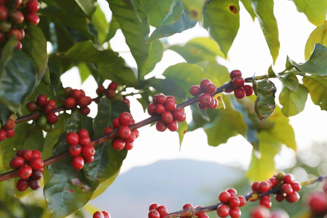 ！305吨临沧咖啡“云签发”出口AG真人网页新春走基层丨发往香港(图3)