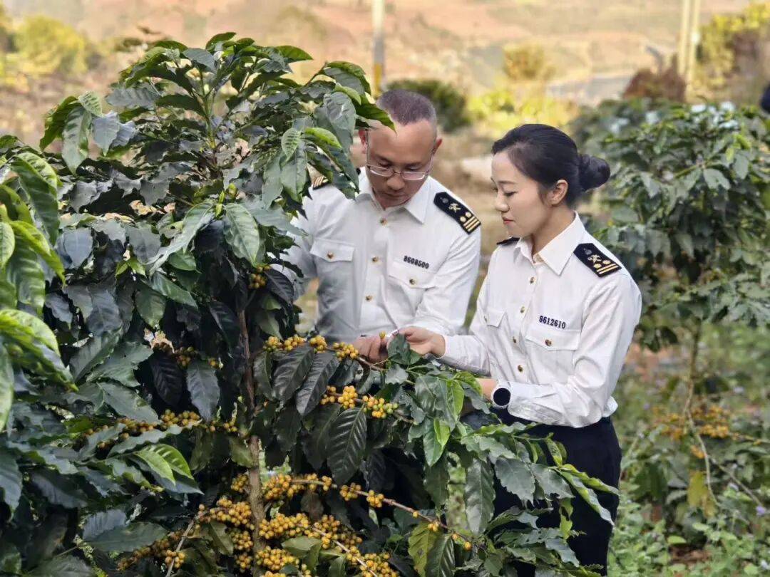 ！305吨临沧咖啡“云签发”出口AG真人网页新春走基层丨发往香港(图5)