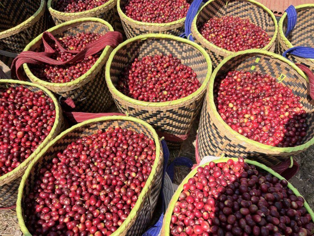 ！305吨临沧咖啡“云签发”出口AG真人网页新春走基层丨发往香港(图6)