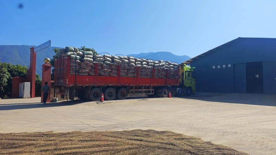 ！305吨临沧咖啡“云签发”出口AG真人网页新春走基层丨发往香港(图7)